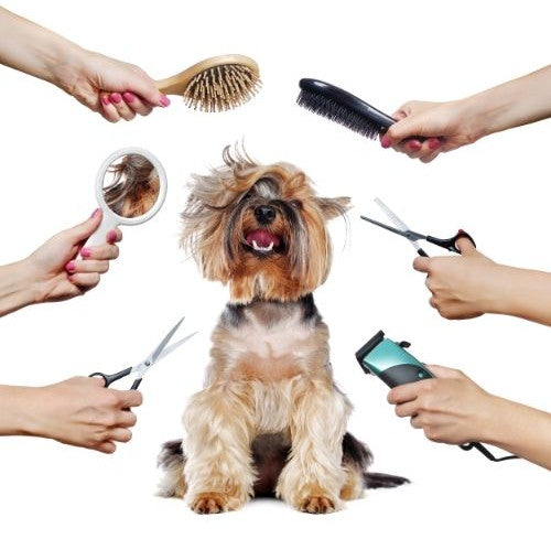 Medicated Anti-Itch Oatmeal Shampoo for Dogs - Professional Grooming