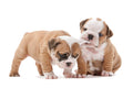 Puppy Go-Home Pack - Complete Puppy Starter Kit for New Owners