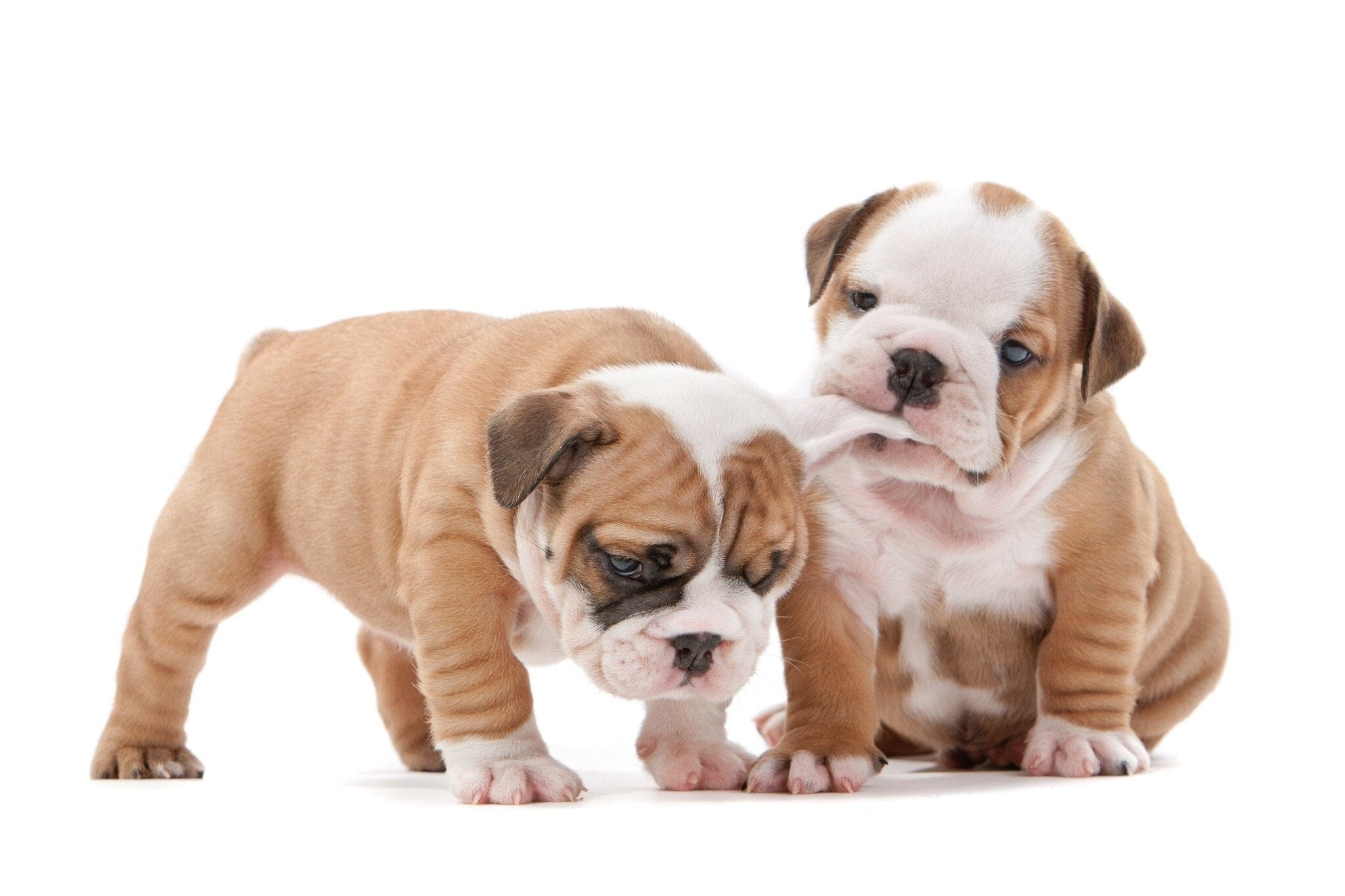 Puppy Go-Home Pack - Complete Puppy Starter Kit for New Owners